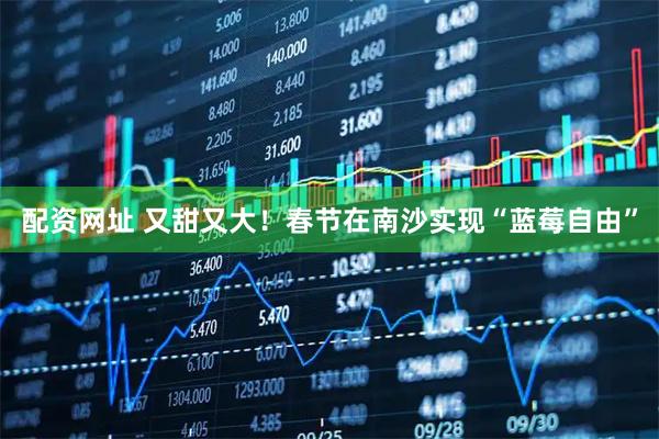 配资网址 又甜又大！春节在南沙实现“蓝莓自由”